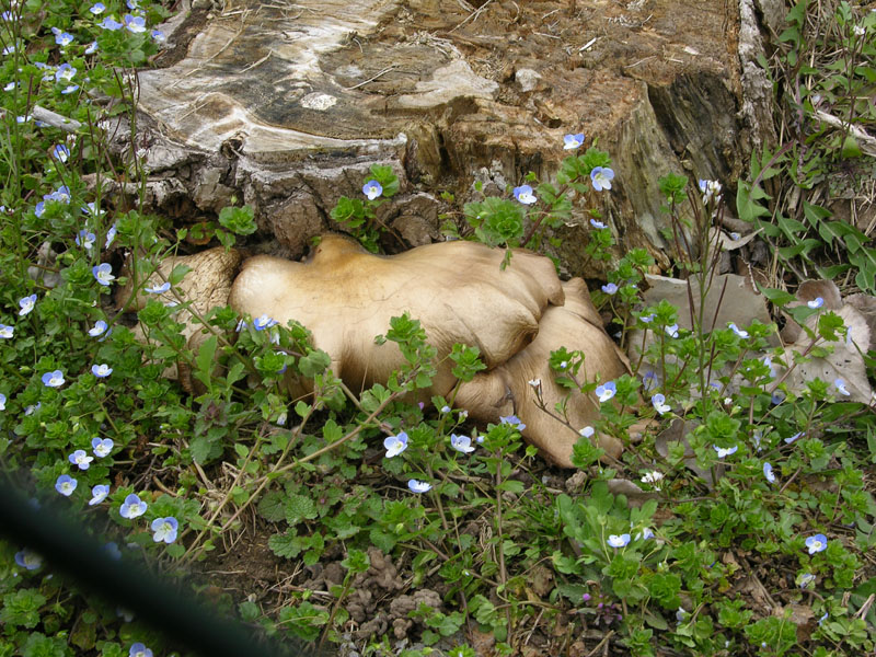 Durante la tregua.....